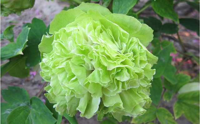 豆绿牡丹瓷-牡丹花名贵品种之一！